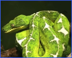 Зелена змія (Шарль Перро)